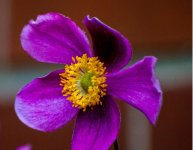 flower(yellow).jpg