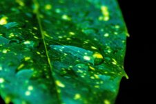 leaf small.jpg