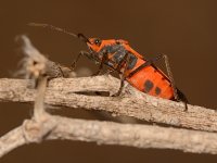 Beetle.jpg