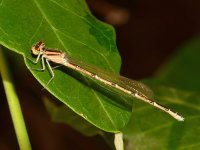 DragonFly.jpg