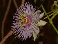 Passiflora.jpg