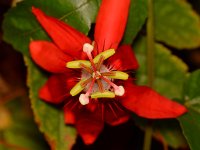 Passiflora3.jpg