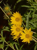 Sunflower2.jpg