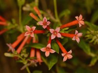 Fuscia.jpg