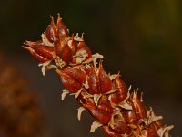 SeedHead.jpg