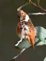 Hummer6.jpg