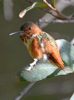 Hummer12.jpg
