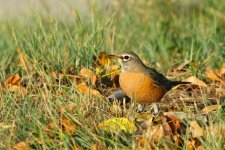 FallBird 080.jpg