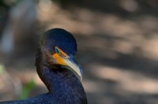 DSC_8740.jpg