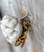 Wasp with Macro Filter LOL.jpg