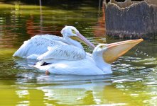DSC_8726.jpg