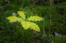 20140927-little oak tree.jpg