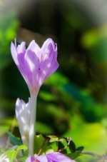 20140928-purple flower.jpg