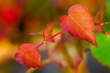 20140928-red leave.jpg