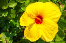 yellow-flower-1.jpg