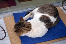 Kittay 2.jpg