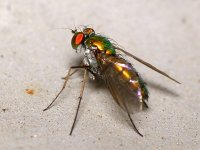 Fly.jpg