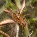 Spider.jpg