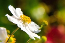 20140928-flower in bokeh.jpg