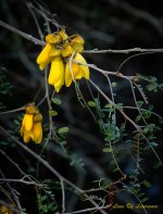 kowhai LOL.jpg