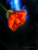 Orange hibiscus in sun LOL.jpg
