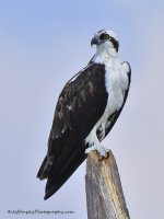 _DSC6873.jpg