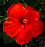 red big flower-1.jpg