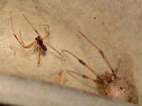 Spider.jpg