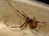 Spider4.jpg