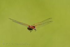 NEW_9091_webshot.jpg