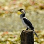 NEW_9108_webshot.jpg