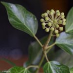 Ivy.jpg