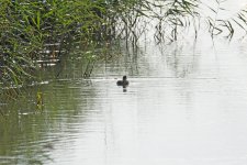 DSC_8594f.jpg