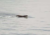 DSC_8598.jpg