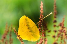 20140930-yellow leaf in flower.jpg