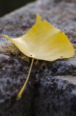 20140930-yellow leaf.jpg