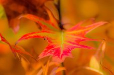 20141001-red yellow green leaf.jpg