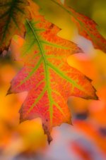 20141001-red yellow green leaf2.jpg