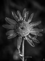091-Edit.jpg