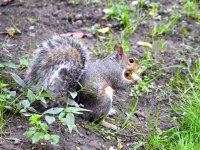 squirrel.jpg