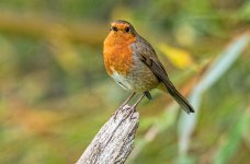 Robin.jpg