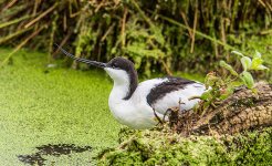 Avocet.jpg