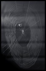 Web.jpg