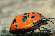 NEW_9168_webshot.jpg