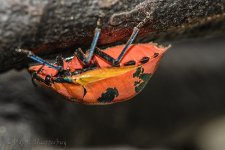 NEW_9175_webshot.jpg