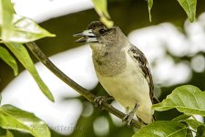 NEW_9155_webshot.jpg