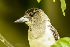 NEW_9157_webshot.jpg