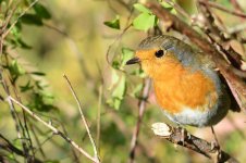 DSC_0031.jpg