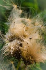 20141002-seeds.jpg