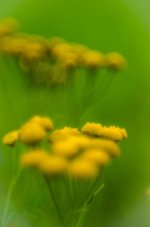 20141002-wilted.jpg